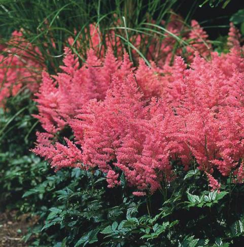 Астильба Арендса Анита Пфайфер/Astilbe arendsii Anita Pfeifer Р1,5