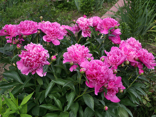 Пион молочноцветковый Эдулс Суперба/Paeonia lactiflora Edulis Superba С3