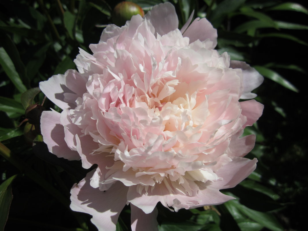 Пион молочноцветковый Голд Майн/Paeonia lactiflora Gold Mine С3