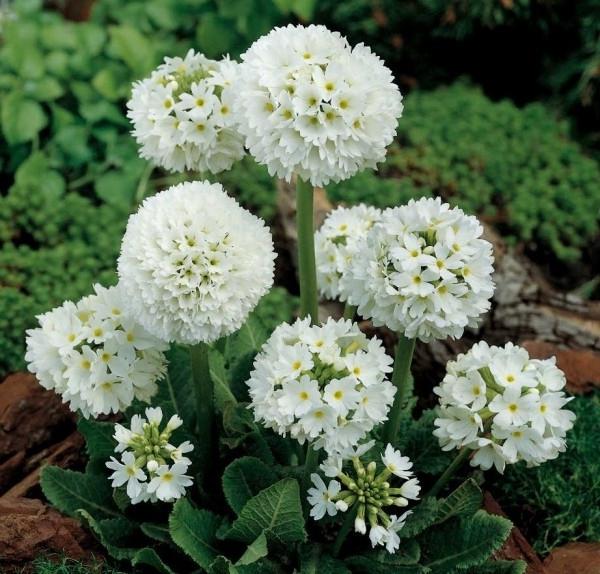 Примула мелкозубчатая Альба/Primula denticulata Alba Р1,5