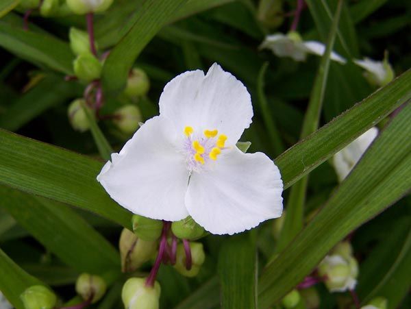 Традесканция виргинская Инносенс/Tradescantia virginiana Innocence Р1,5