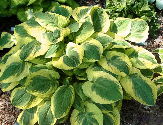 Хоста гибридная Карнавал/Hosta hybrid Carnival Р1.5
