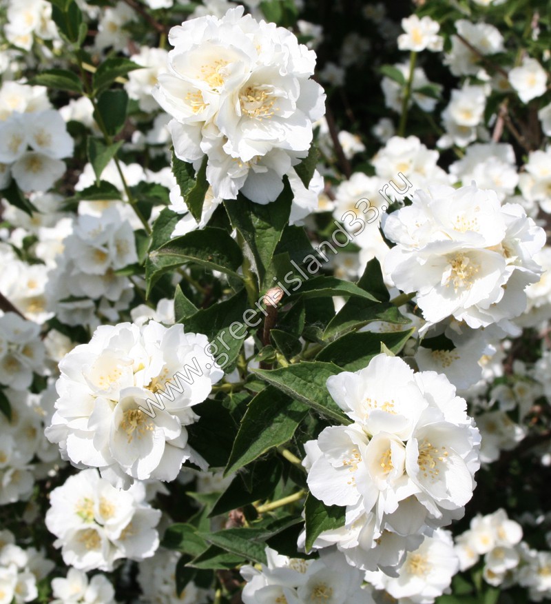 Чубушник Лемуана (гибридный) Алебастр/Philadelphus × lemoinei Alabasrite 40-60 C3