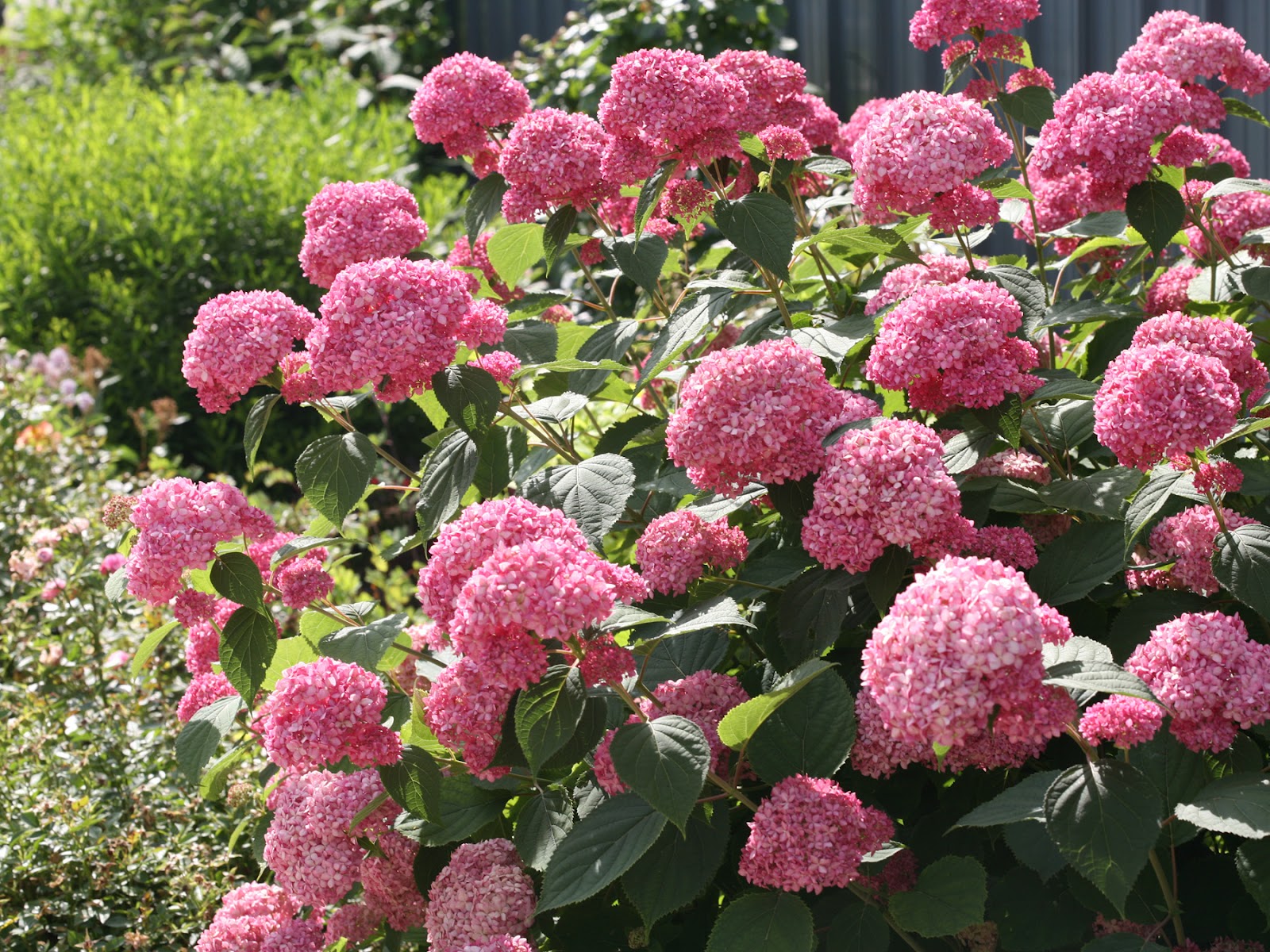 Гортензия древовидная Пинк Аннабель/Hydrangea arborescens Pink Annabelle 50-60 С4