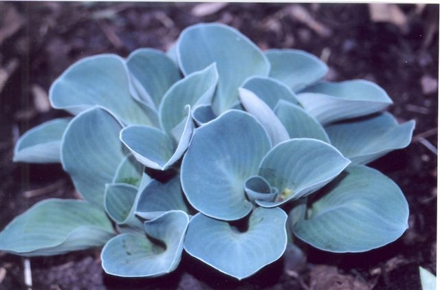 Хоста гибридная Блю Маус Иэрс/Hosta hybrid Blue Mouse Ears Р1,5