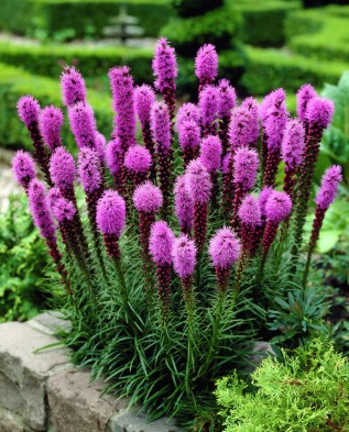 Лиатрис колосковый Флористан Виолет/Liatris spicata Floristan violet Р1.5