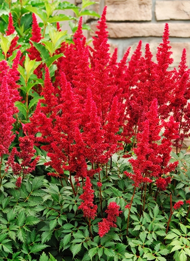 Астильба китайская Элдберри Кейк /Astilbe chinensis Elderberry Cake Р1.5