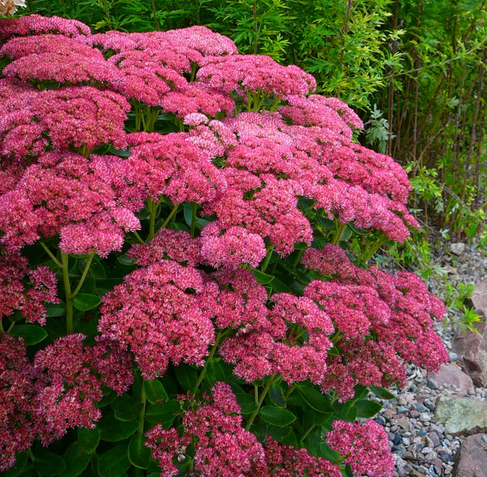 Очиток телефиум Тандерхэд/Sedum Sedum telephium Thunderhead Р1.5