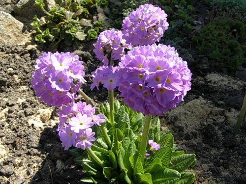 Примула гибридная Элизабет Киллелей/Primula hybrid Elizabeth Killelay Р1.5