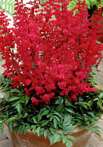 Астильба Арендса Спартан/Astilbe arendsii Spartan Р1,5