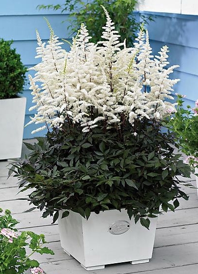 Астильба гибридная Капучино/Astilbe Hybrid Cappuccino Р2