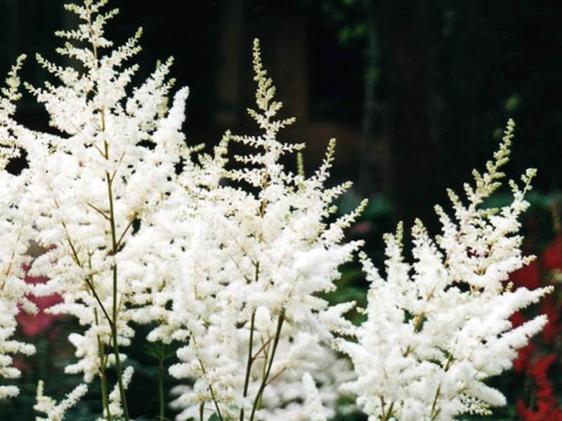 Астильба гибридная Юник Уайт/Astilbe Hybrid Younique White Р1.5