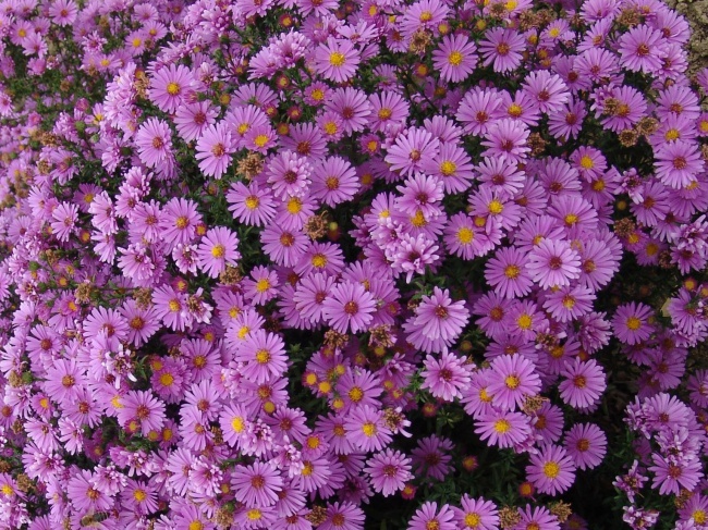 Астра кустарниковая Аннеке/Aster dumosus Anneke Р1,5