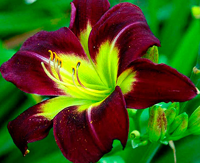 Лилейник гибридный Найт Бекон/Hemerocallis hybrida Night Beacon С1,5