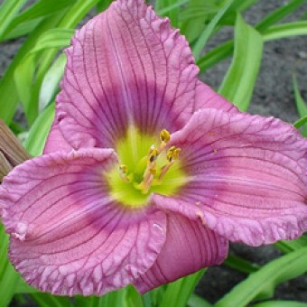Лилейник гибридный Силоам Нью Той/Hemerocallis hybridа Siloam New Toy P1,5