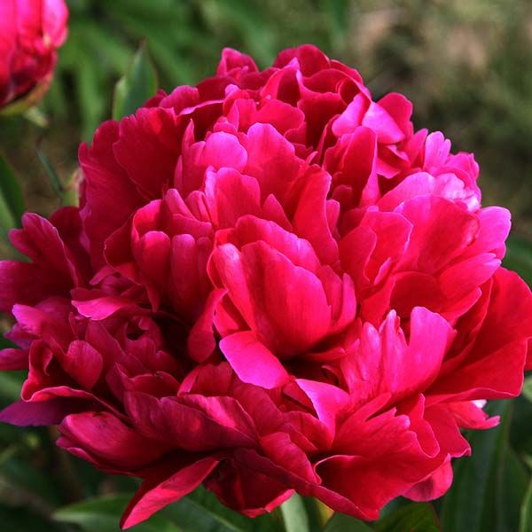 Пион молочноцветковый Карл Розенфельд/Paeonia lactiflora Karl Rosenfield C3