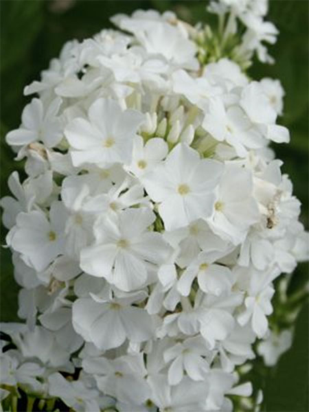 Флокс метельчатый Дэвид/Phlox paniculata David Р1,5