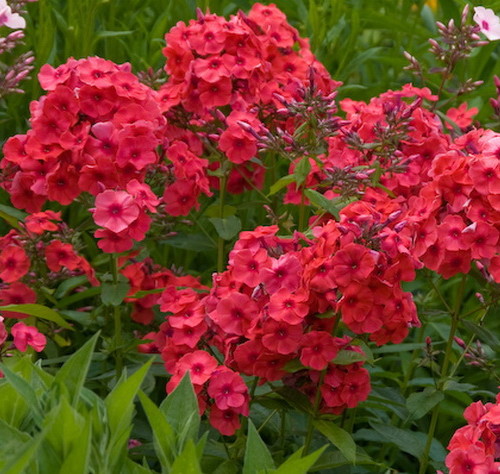 Флокс метельчатый Юник Олд Пурпл/Phlox paniculata Younique Old Purple Р1.5