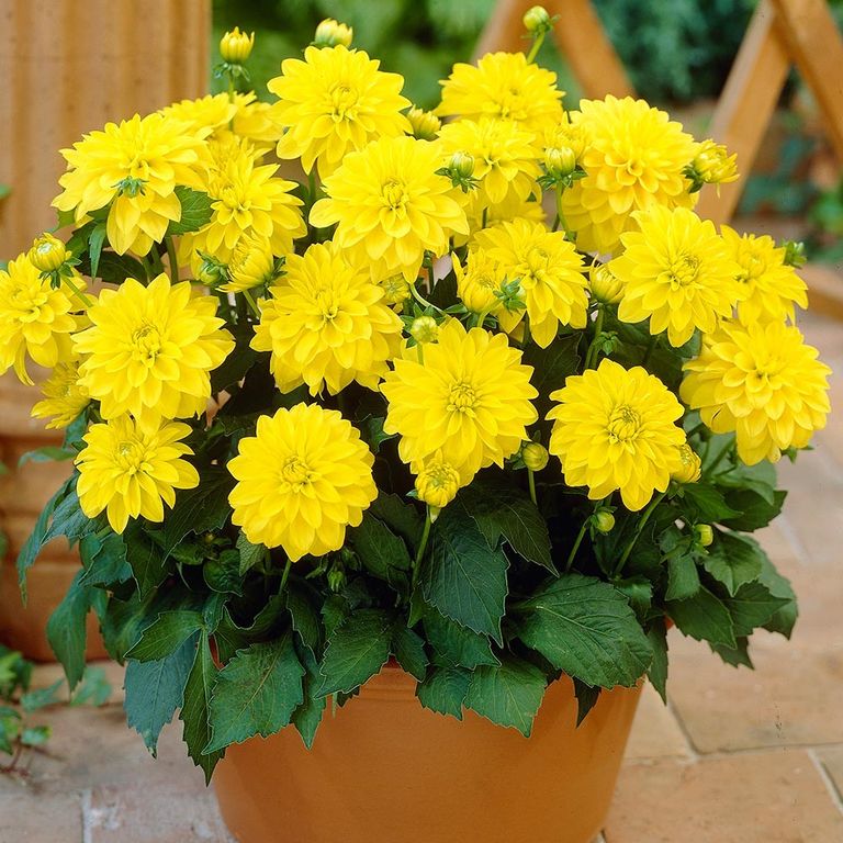 Георгина Гэллери Чизанне/Dahlia Gallery Cezanne Р2