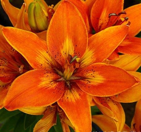 Лилия Бернинг Джой/Lilium Burning Joy Р2