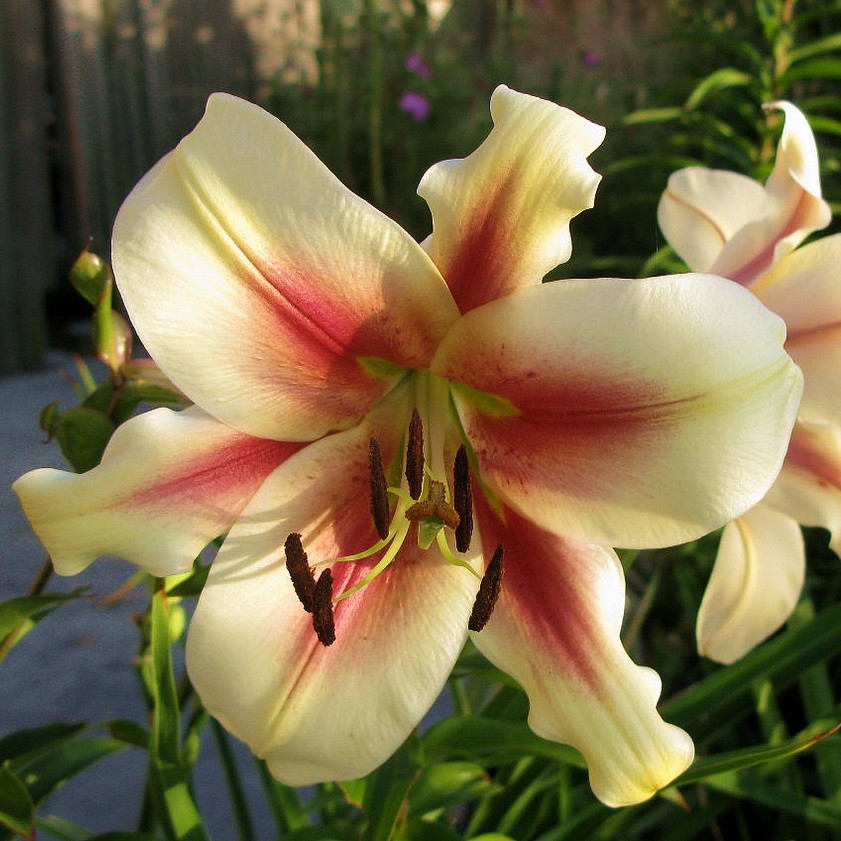 Лилия Лавон/Lilium lavon Р2