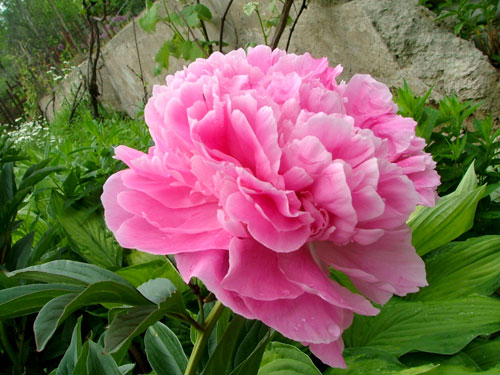 Пион молочноцветковый Александр Флеминг/Paeonia lactiflor Alexander Fleming P1,5