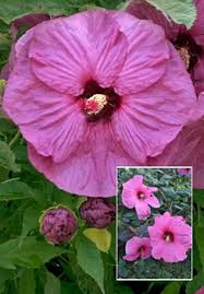 Гибискус гибридный Фантазия/Hibiscus hybridus Fantasia Р1,5