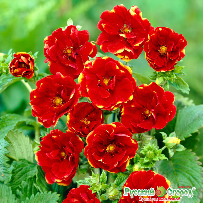 Лапчатка травянистая Эмилия/Potentilla Emilie Р1.5