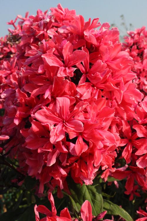 Флокс метельчатый Клеопатра/Phlox paniculata Cleopatra Р1,5