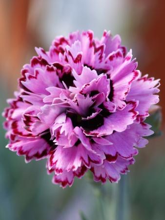 Гвоздика перистая Пашшион/Dianthus plumarius Passion Р1.5