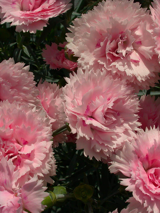 Гвоздика перистая Кэнди Флосс /Dianthus plumarius Candy Floss Р1