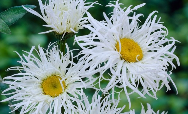 Нивяник наибольший Олд Курт Вариети/Leucanthemum maximum Old Court Variety Р1,5
