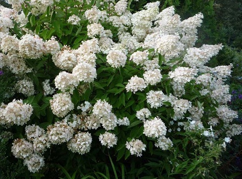 Гортензия метельчатая Грандифлора/Hydrangea paniculata Grandiflora 60-80 С20
