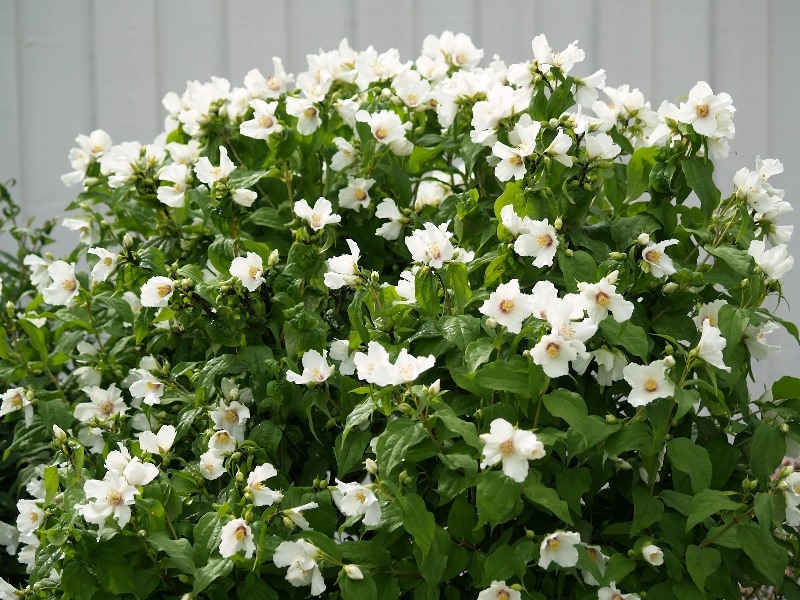 Чубушник Лемуана (гибридный) Бэлль Этуаль/Philadelphus × lemoinei Belle Etoile 60-80 С10