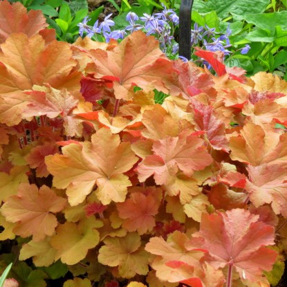 Гейхера гибридная Карамель/Heuchera hybrid Caramel Р1,5