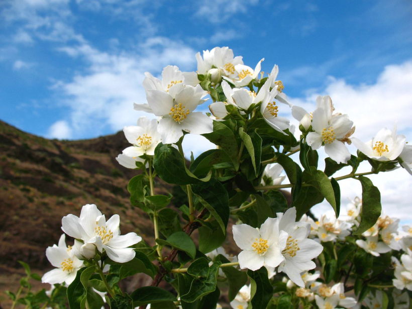 Чубушник Лемуана (гибридный) Мон Блан/Philadelphus × lemoinei Mont Blanc 40-60 С5