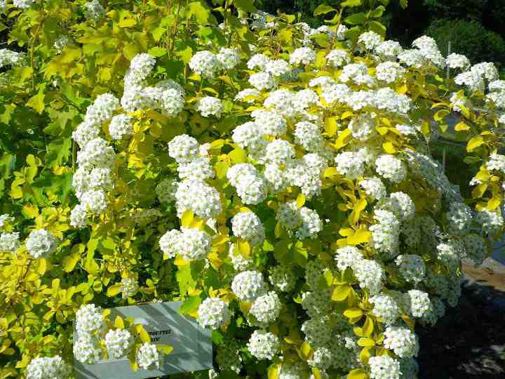 Спирея Вангутта Голд Фонтейн/Spiraea x vanhouttei Gold Fountain 30-40 C5