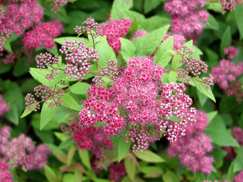 Спирея японская Фробели/Spiraea japonica Froebelii 30-40 C7,5