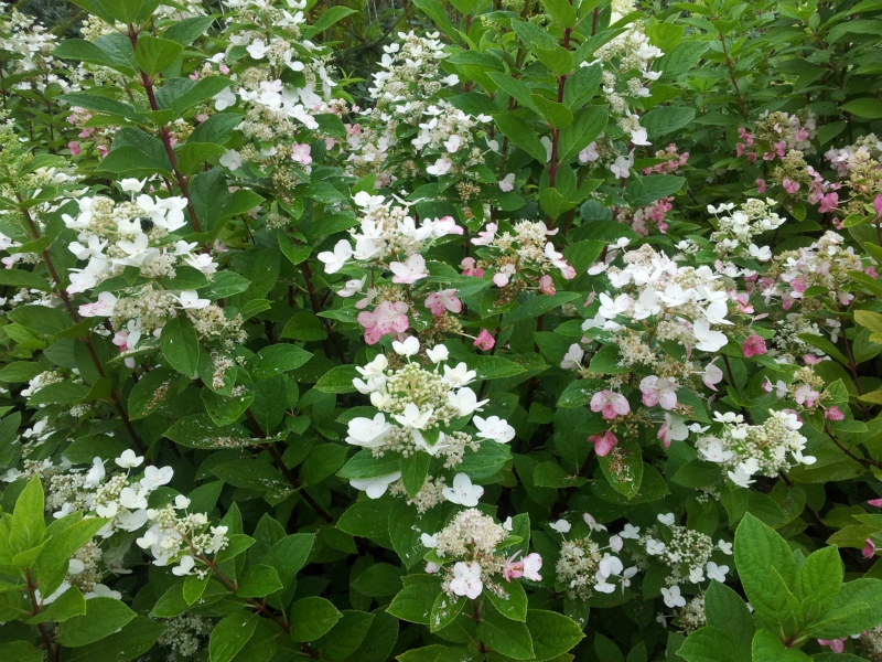 Гортензия метельчатая Дартс Литтл Дот/Hydrangea paniculata Dart`s Little Dot 40-60 C5