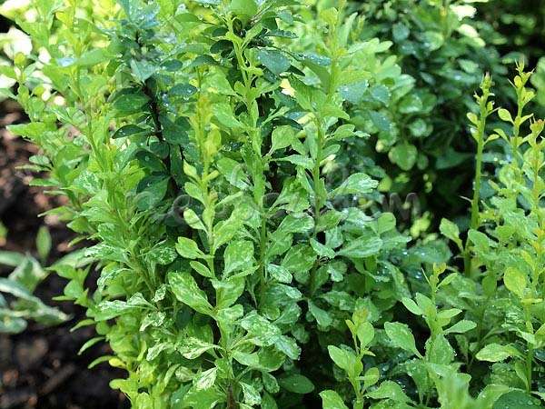 Барбарис Тунберга Паувау/Berberis thunbergii Powwow 30-40 C7,5