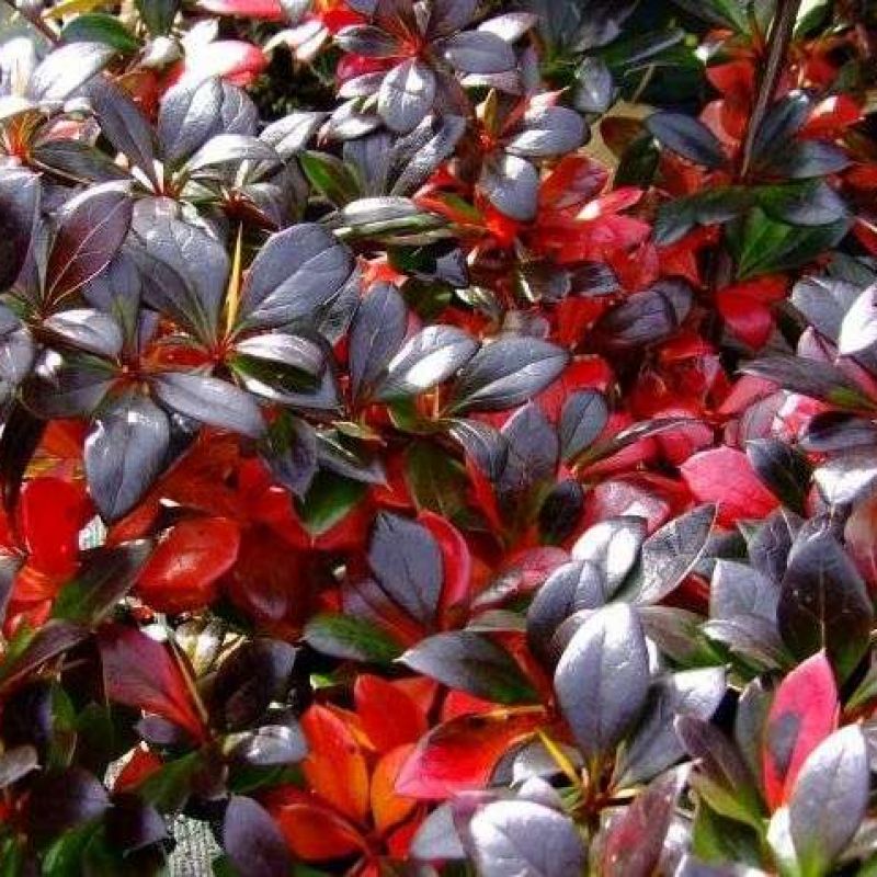 Барбарис средний Рэд Джевел/Berberis x media Red Jewel 30-40 C5