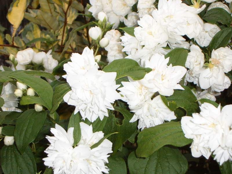 Чубушник Лемуана (гибридный) Вирджинал/Philadelphus × lemoinei Virginal 40-60 C7,5