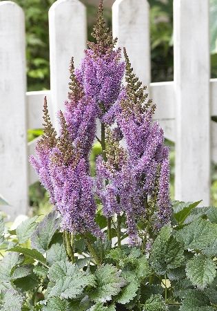 Астильба китайская Сенсейшн Салмон Бьюти/Astilbe chinensis Sensation Salmon Beauty Р1.5