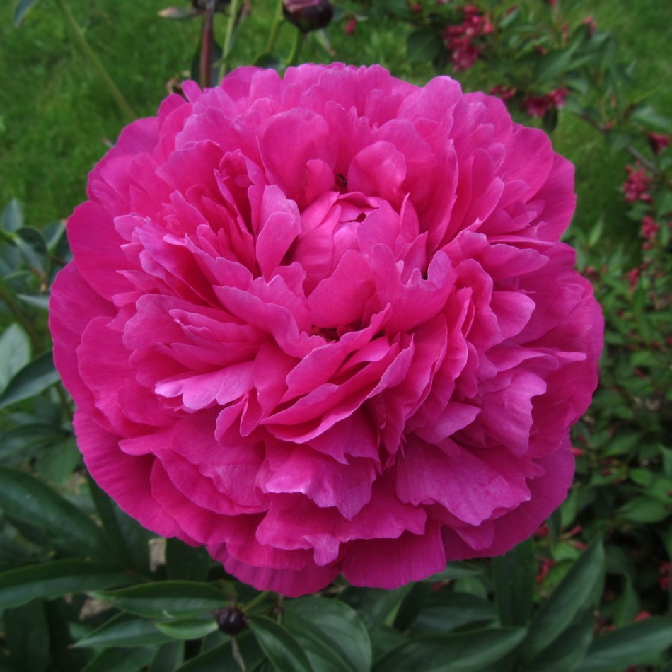 Пион молочноцветковый Гай Пэри /Paeonia lactiflora Gay Paree С3