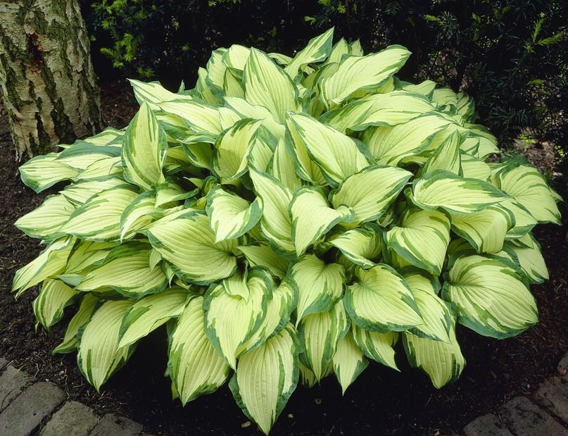 Хоста Форчуна Альбопикта/Hosta fortunei Albopicta Р2