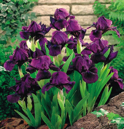 Ирис карликовый Черри Гарден/Iris pumila Cherry Garden Р1,5