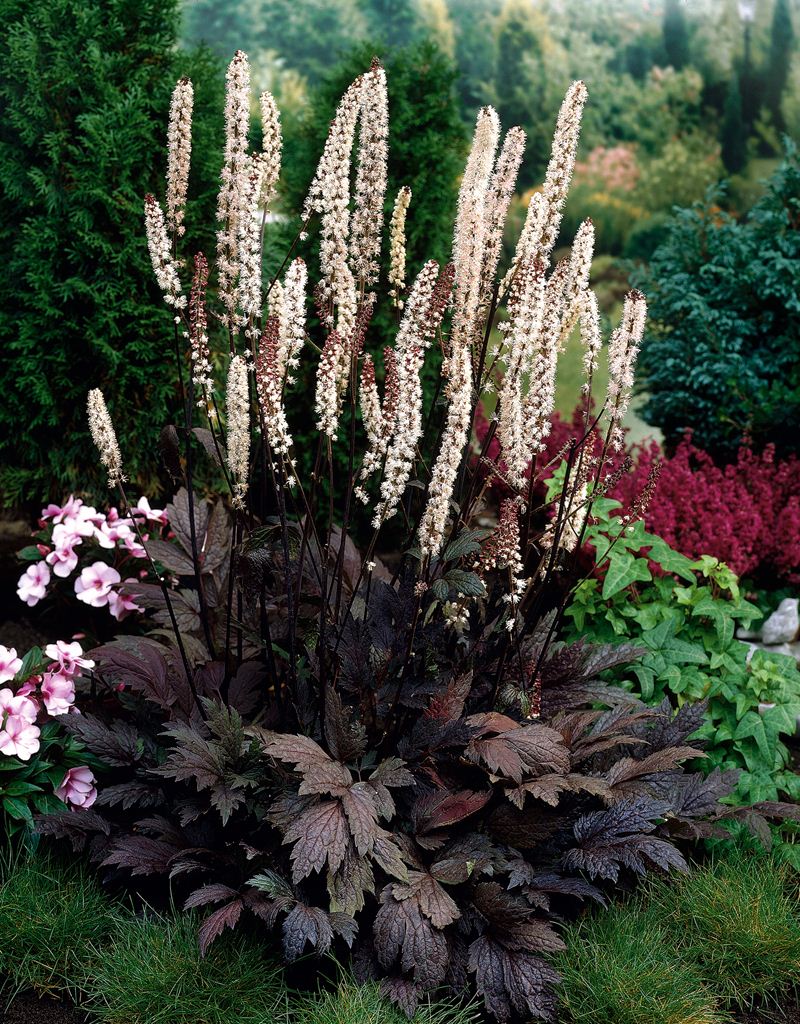 Клопогон ветвистый Брюнет/Cimicifuga ramosa Brunette-Р1.5