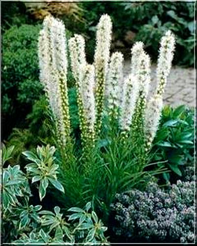 Лиатрис колосковый Флористан Вейс/Liatris spicata Floristan Weiss Р1,5