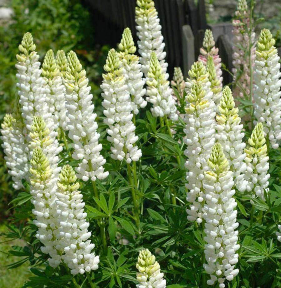 Люпин многолистный Ноблемейден/Lupinus polyphyllus Noblemaiden Р1,5