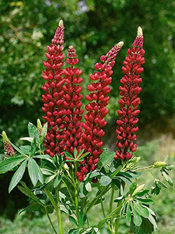 Люпин многолистный Зе Пейджес/Lupinus polyphyllus The Pages P1.5